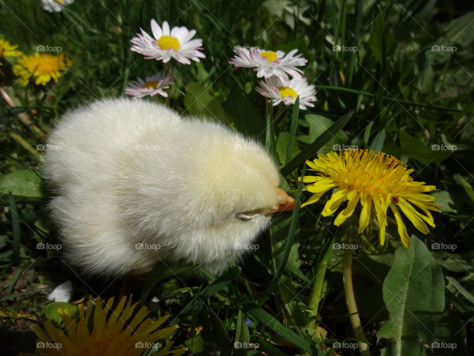 baby chick in the grass