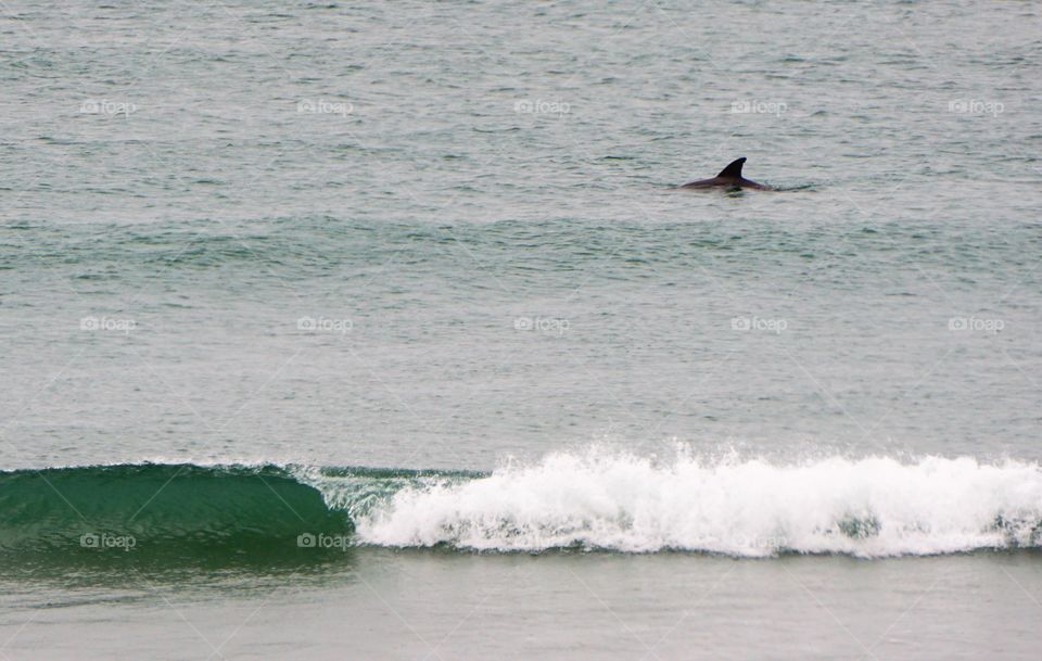 breaking wave with dolphin