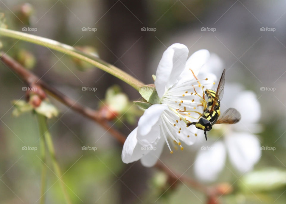macro blossom bee drone by ezatvar