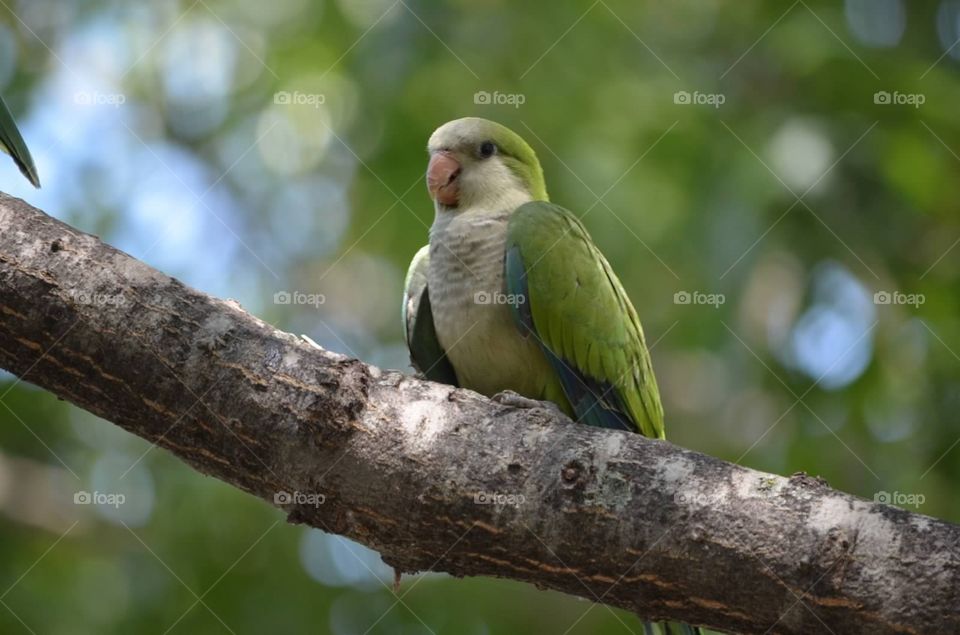 Monk Parakeet. A green parakeet in Texas
