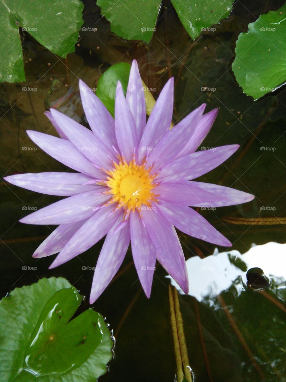 purple water lilly close up
