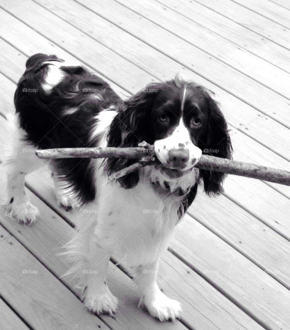 English Springer spaniel