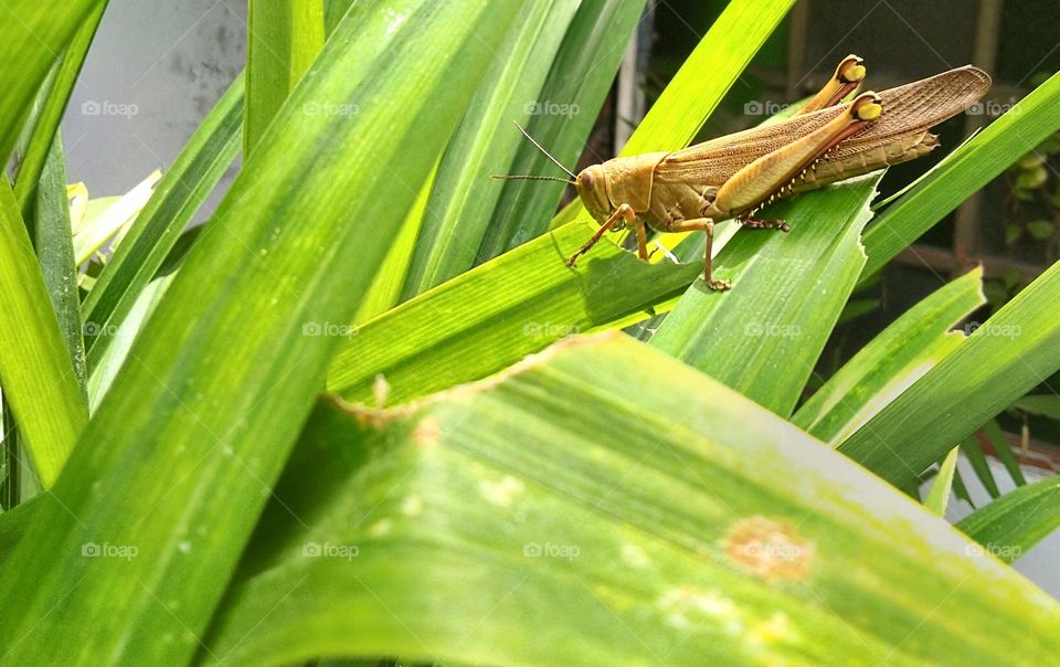 Grasshopper on the plant