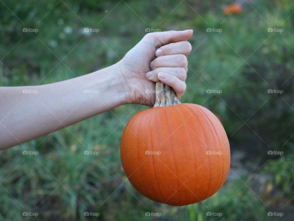 Holding pumpkin. Pumpkins picking at the pumpkin patch