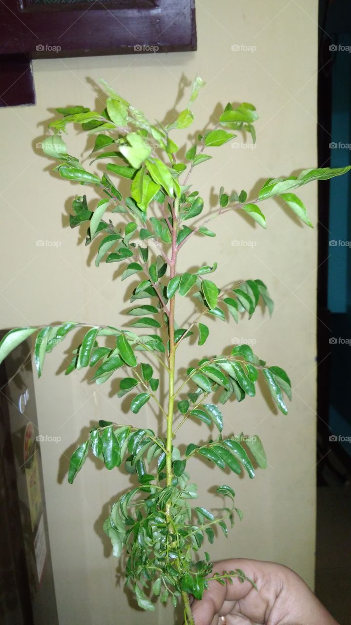 curry leaves