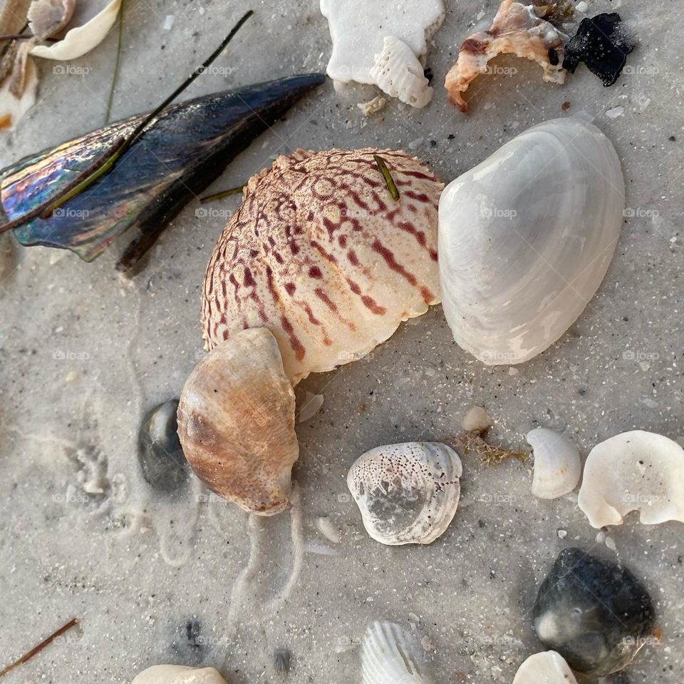 Sea shells washed on shore after a storm 