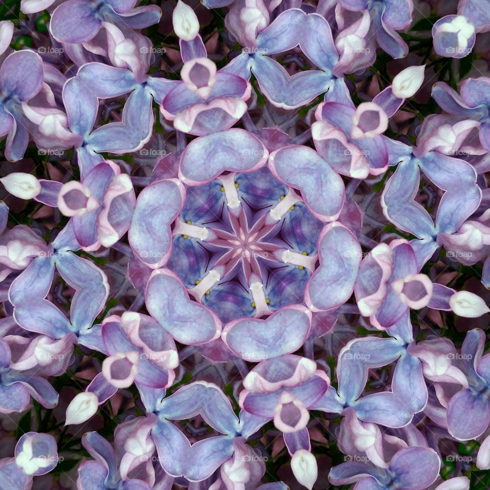 lilacs mandala