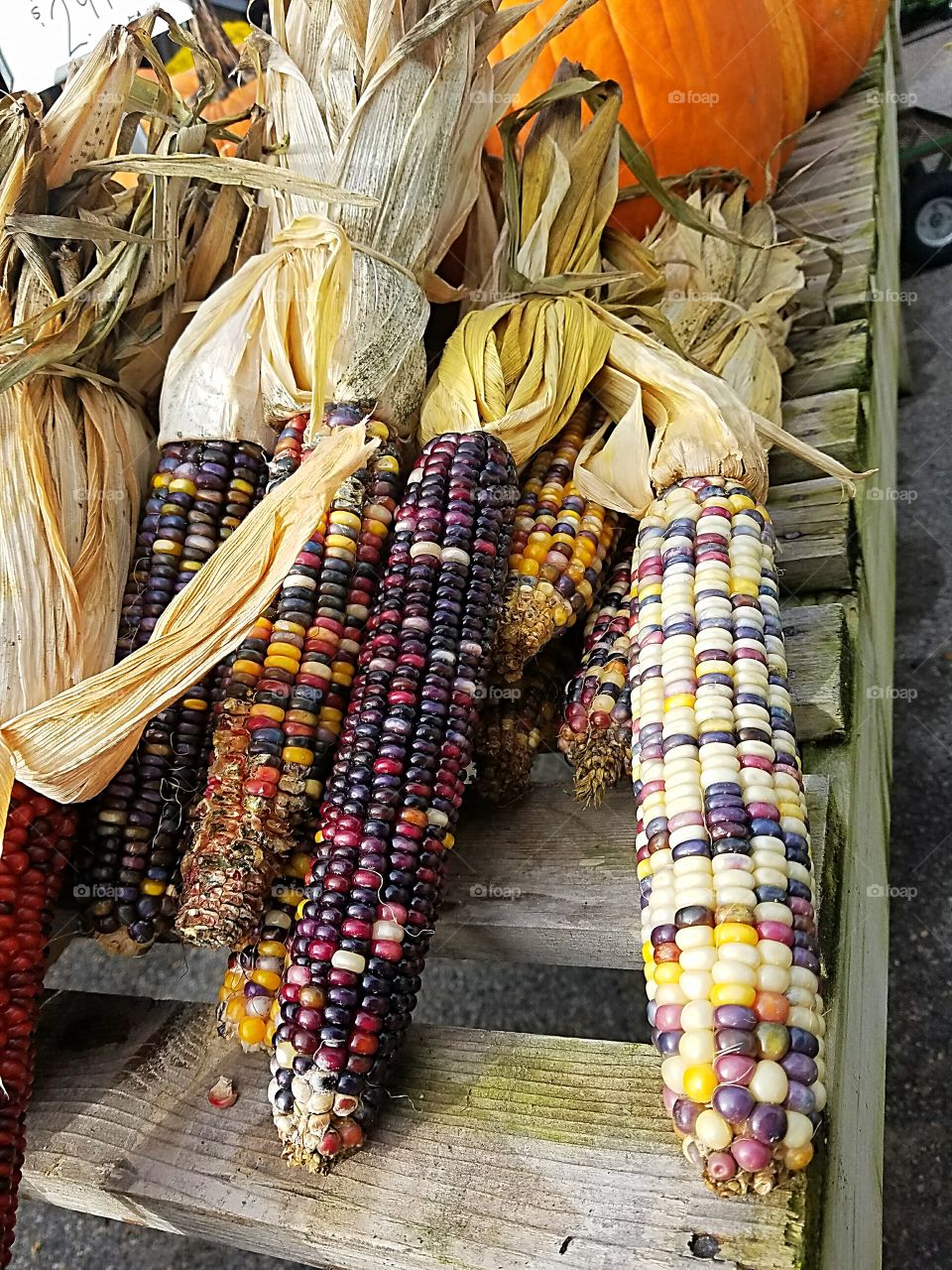 fall Indian corn