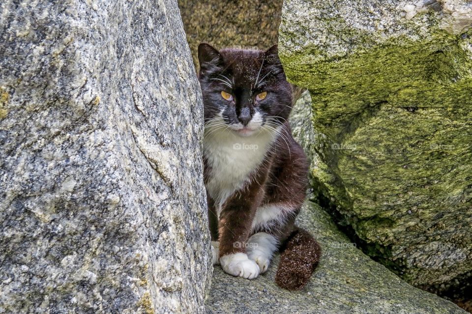 Stray sandy cat at the beach
