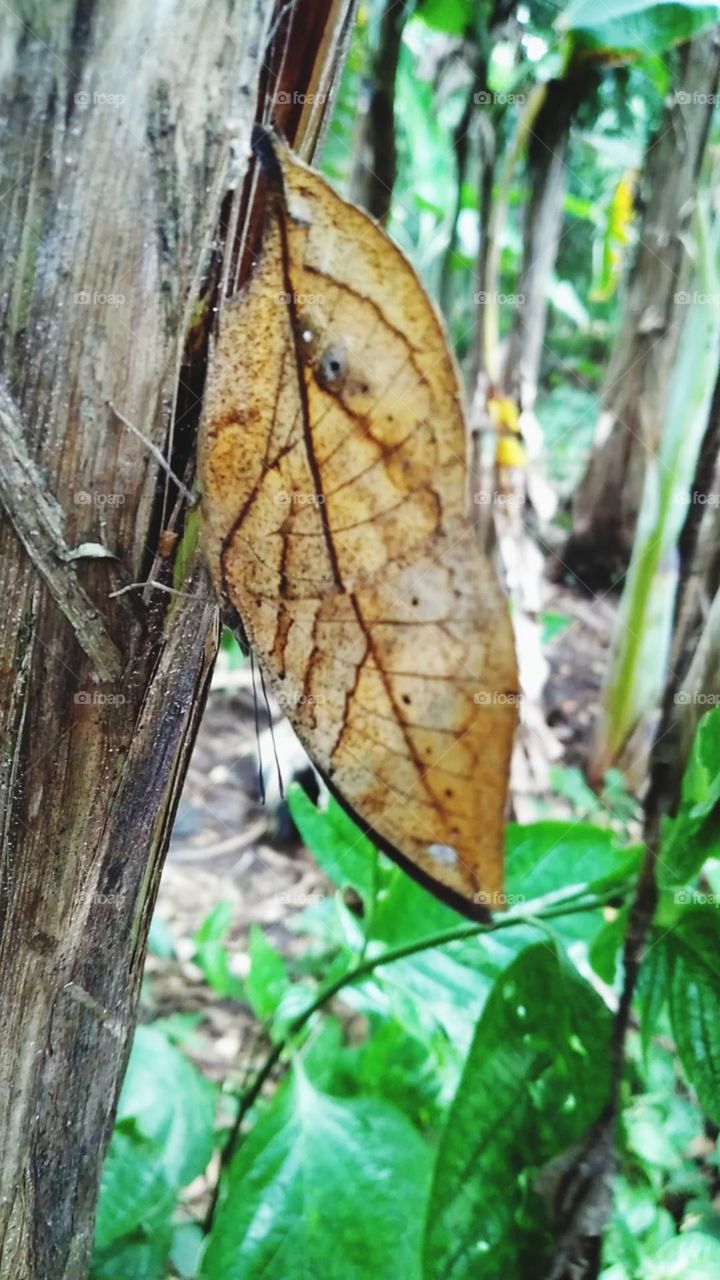 The leaf butterfly or oakleaf butterfly is a species of butterfly that has the ability to disguise like dry leaves.