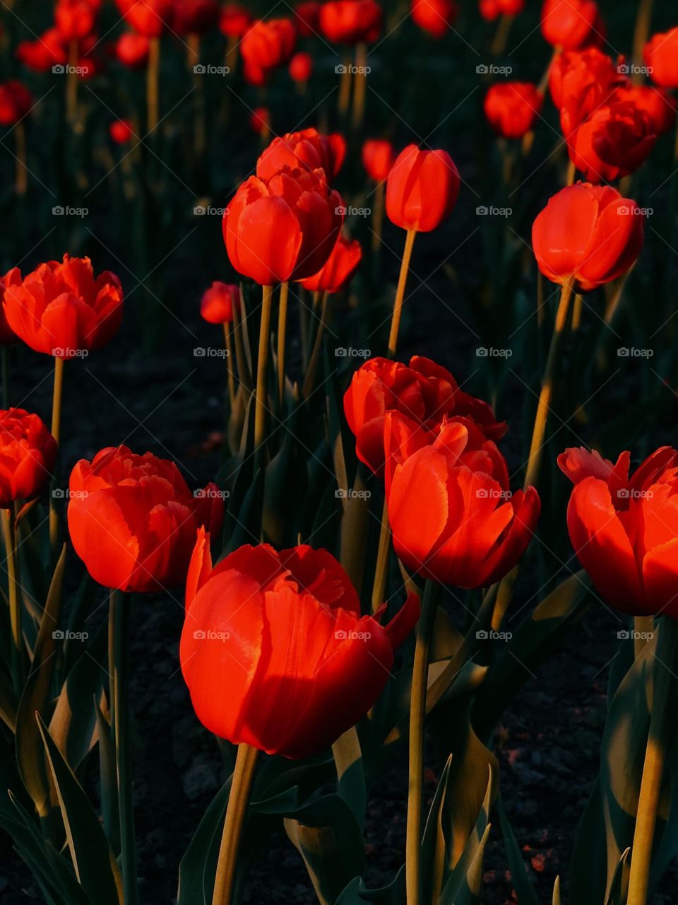 Red beautiful tulips 