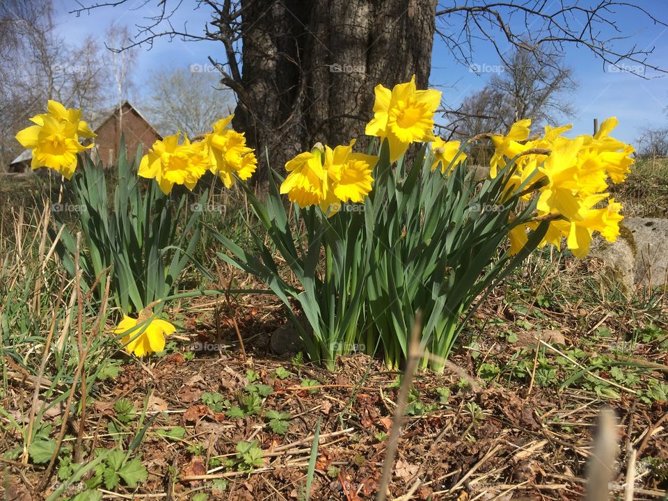 Daffodil 