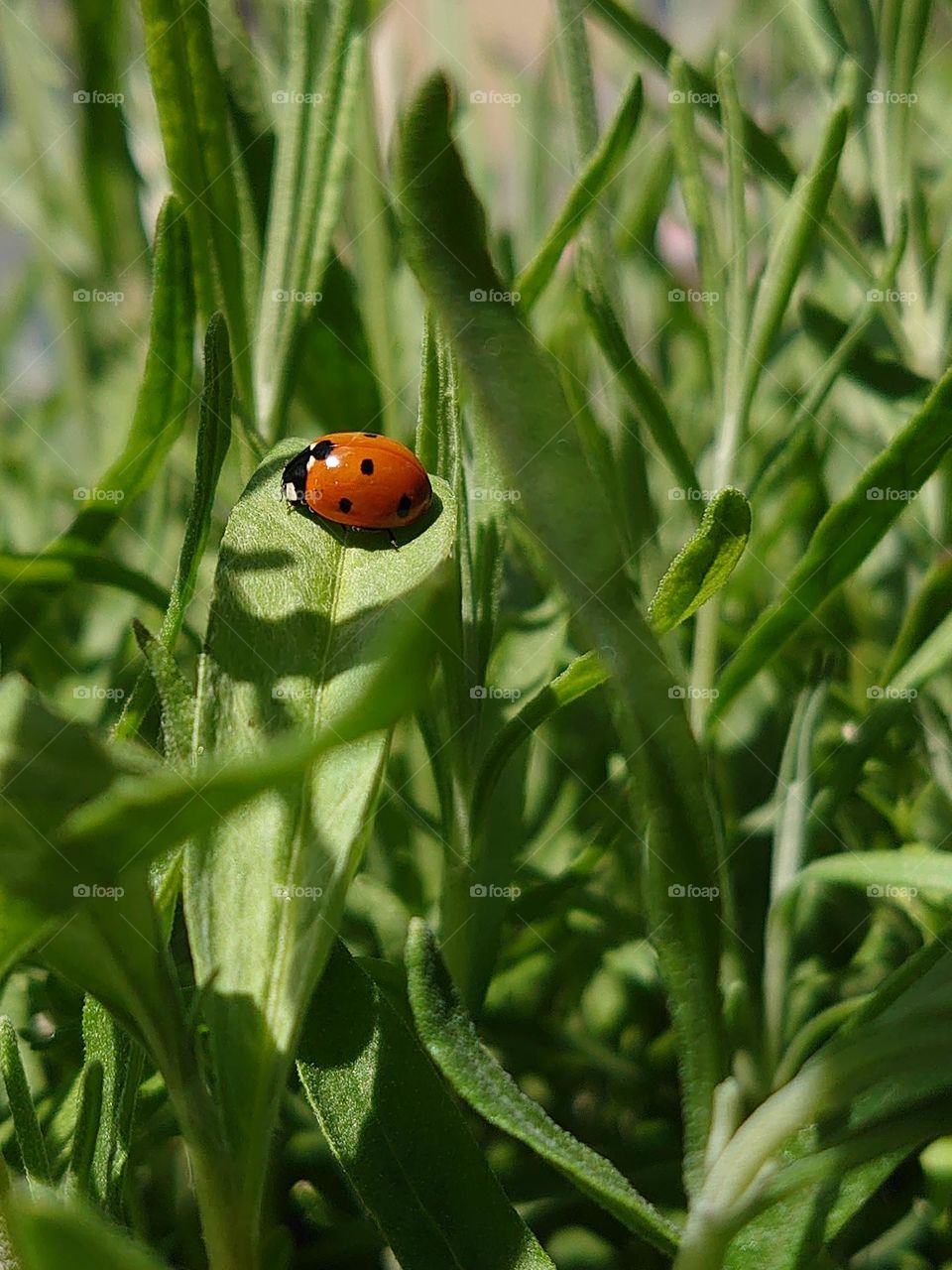 Ladybug on the lavender