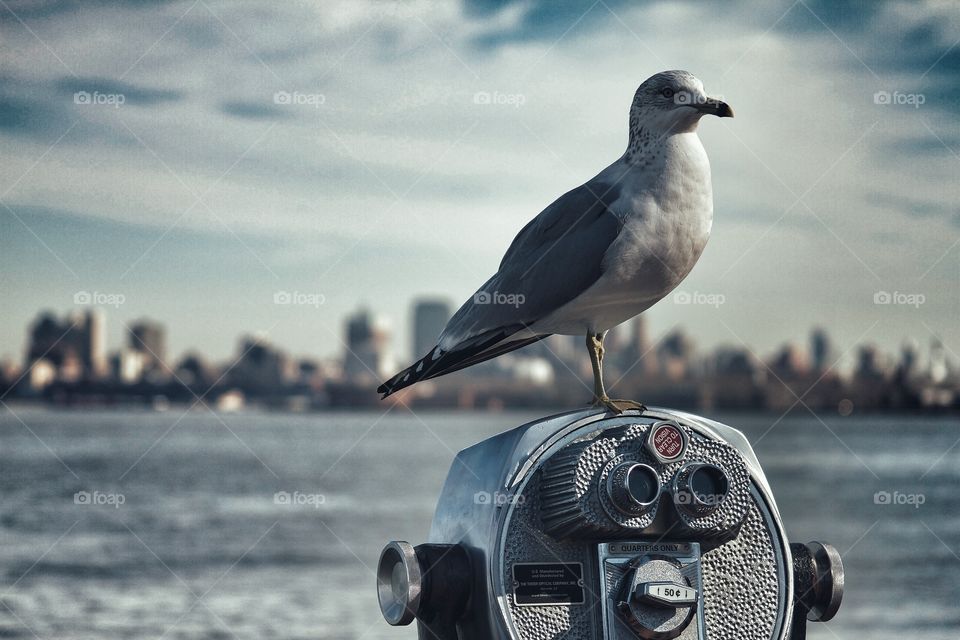 Seagull 