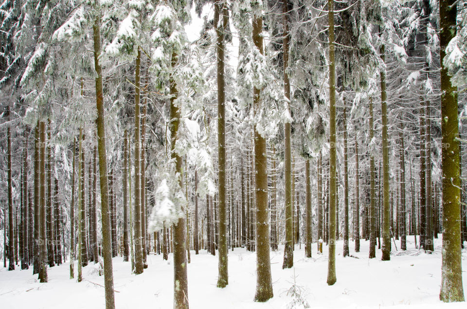 Forest in heavy snowfall
