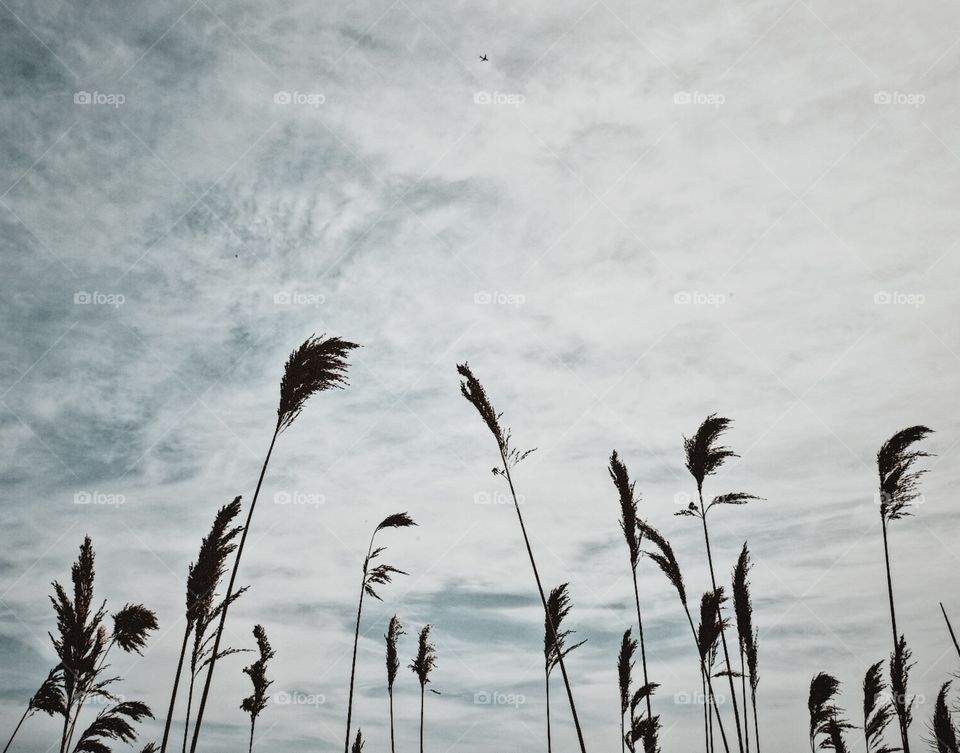 Summer Fields Of Grass, Looking Through Fields Of Grass At The Sky, Plane In The Sky, Fields Of Grass, Endless Summertime 