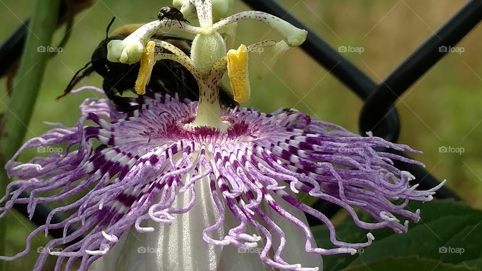 purple passion flower