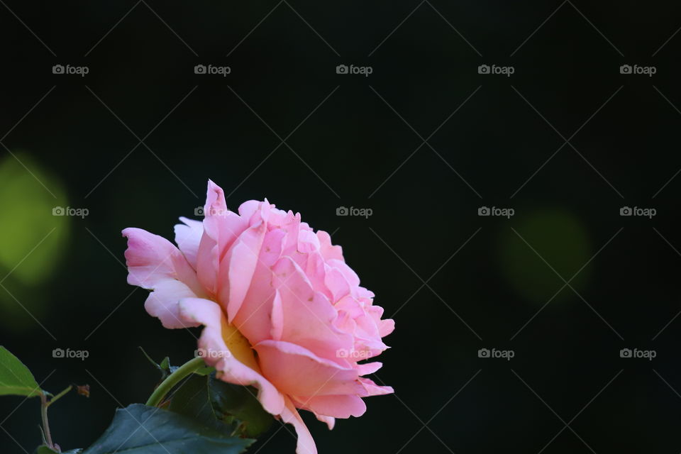 Pink rose against black background 