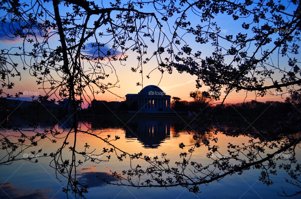 Cherry Blossoms at Sunrise. Washington, D.C. 