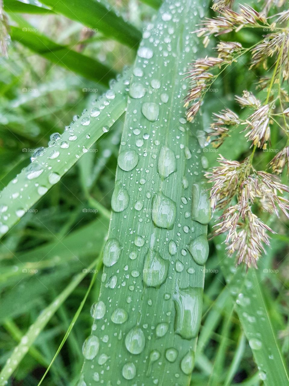 Grass in  drops