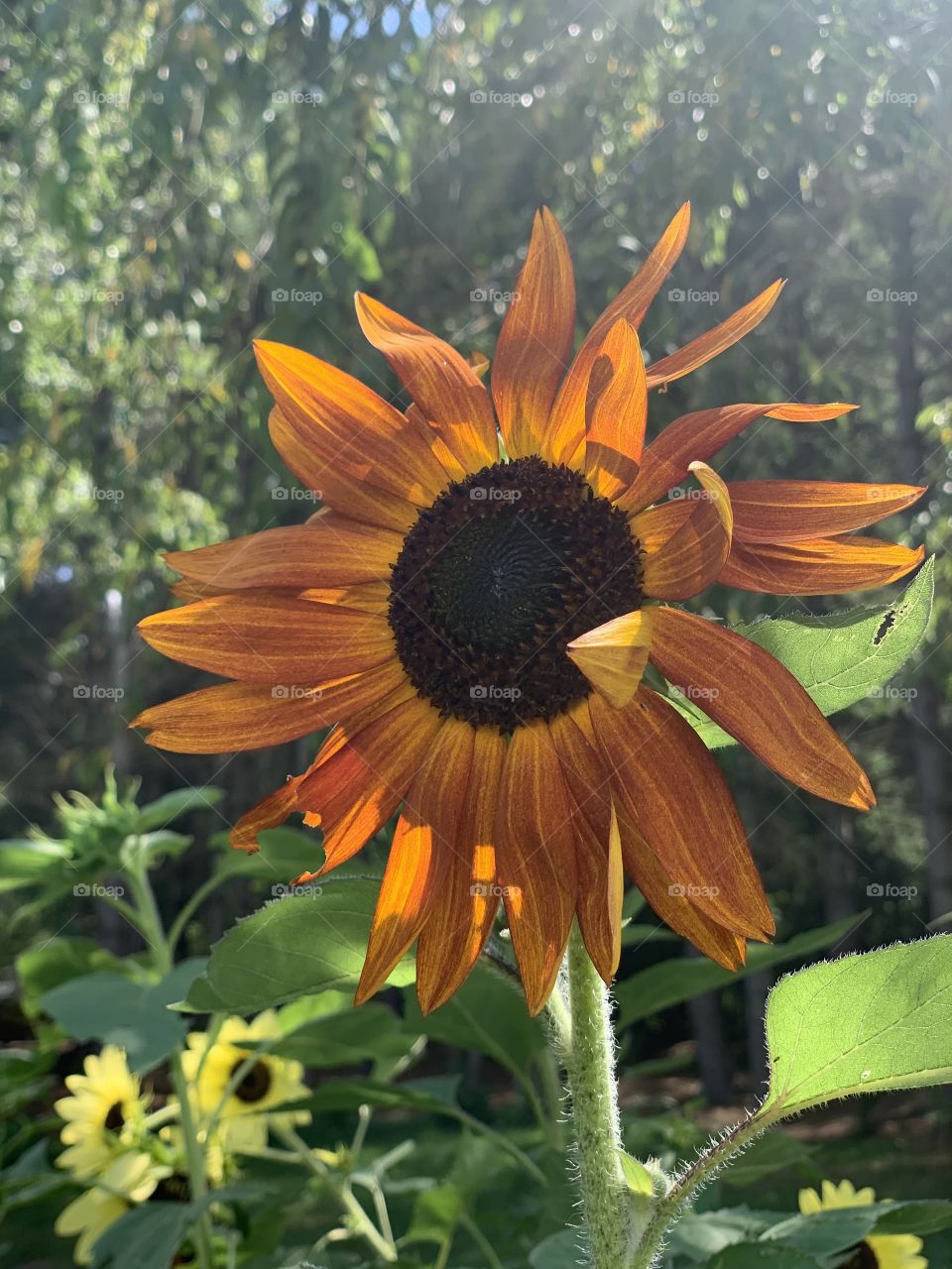 Big orange happy sunflower