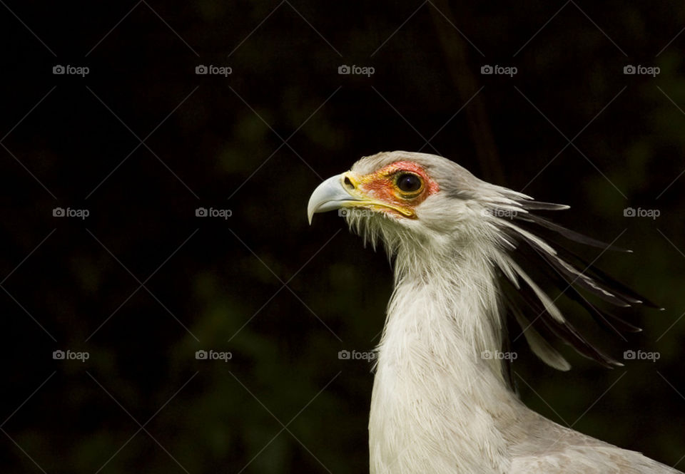 Secretarybird