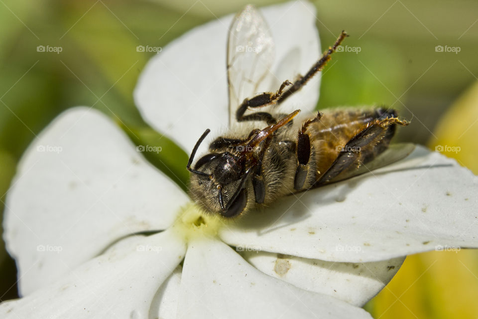 dead bee on a white flower