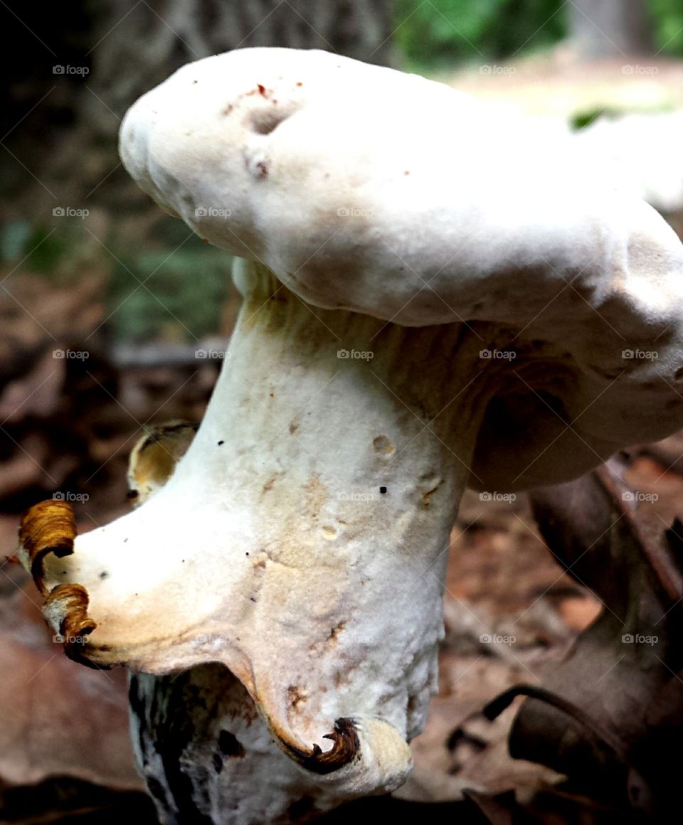 mushroom with curly bottom