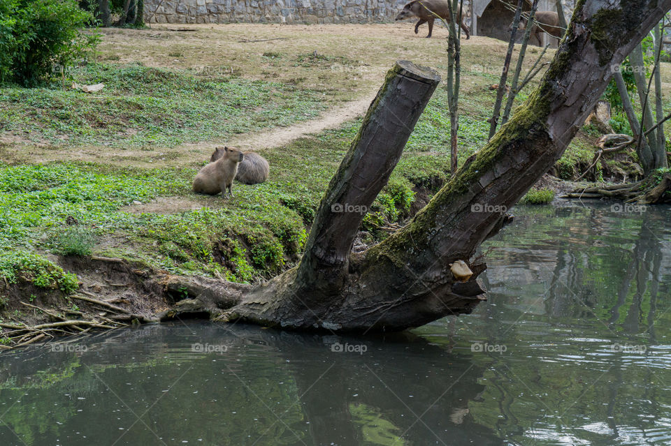 Two capybaras and two tapirs