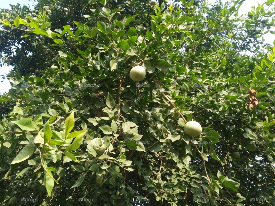 This is a type of recruitment fruit which is very good in eating.