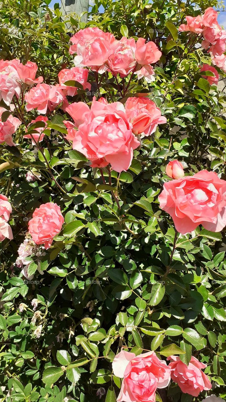 hermosas rosas del jardín primaveral