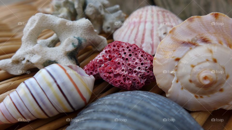 seashells on wicker with coral