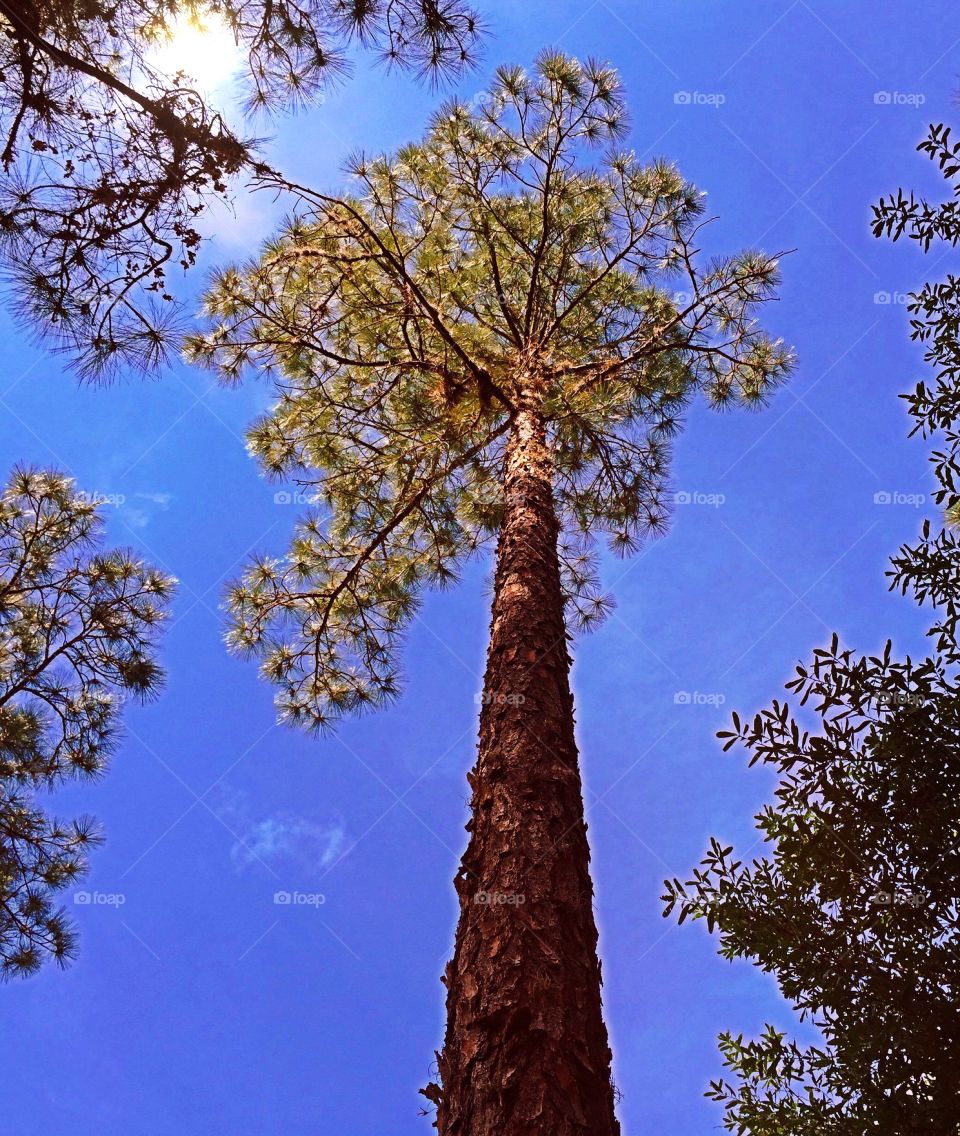 The tallest pine in sunlight. The tallest pine in sunlight