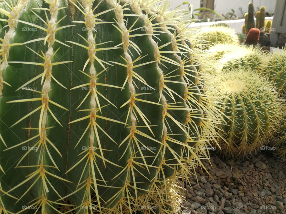 Cactus