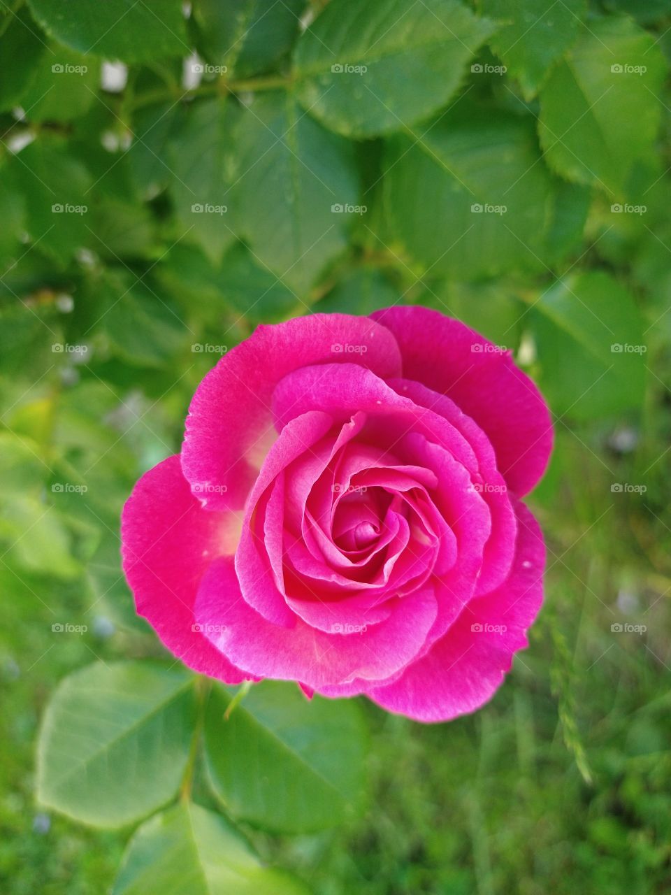 Pink rose