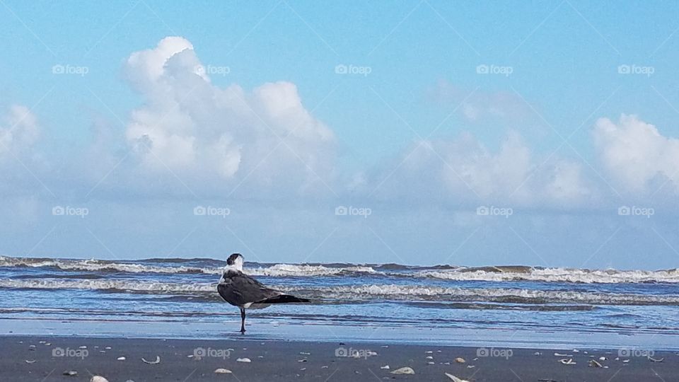 seagull on a beach