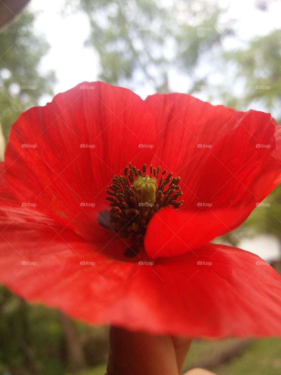 plants potrait flower lover blossoming trees amazing atmosphere environment clean and fresh Air amazing photography 📸 Muneeb bhat