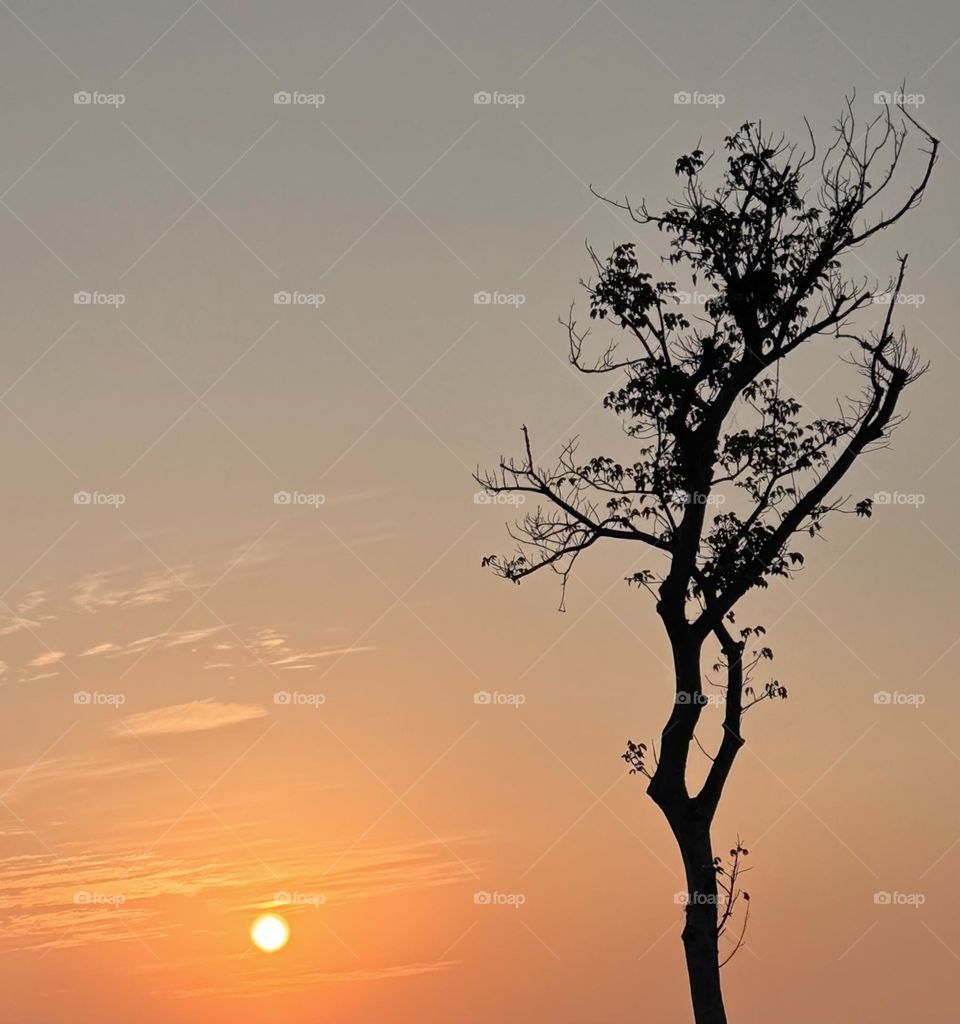 The setting sun & the tree
