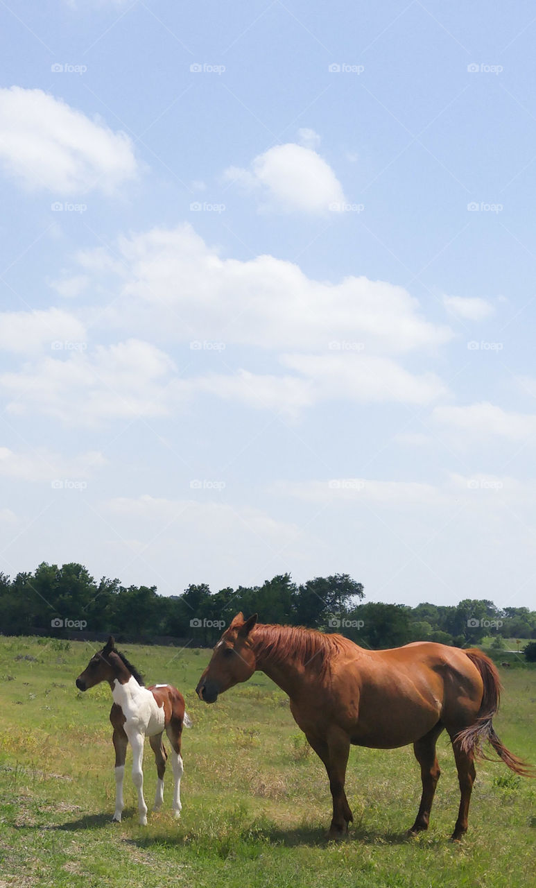 Momma Horse & Colt