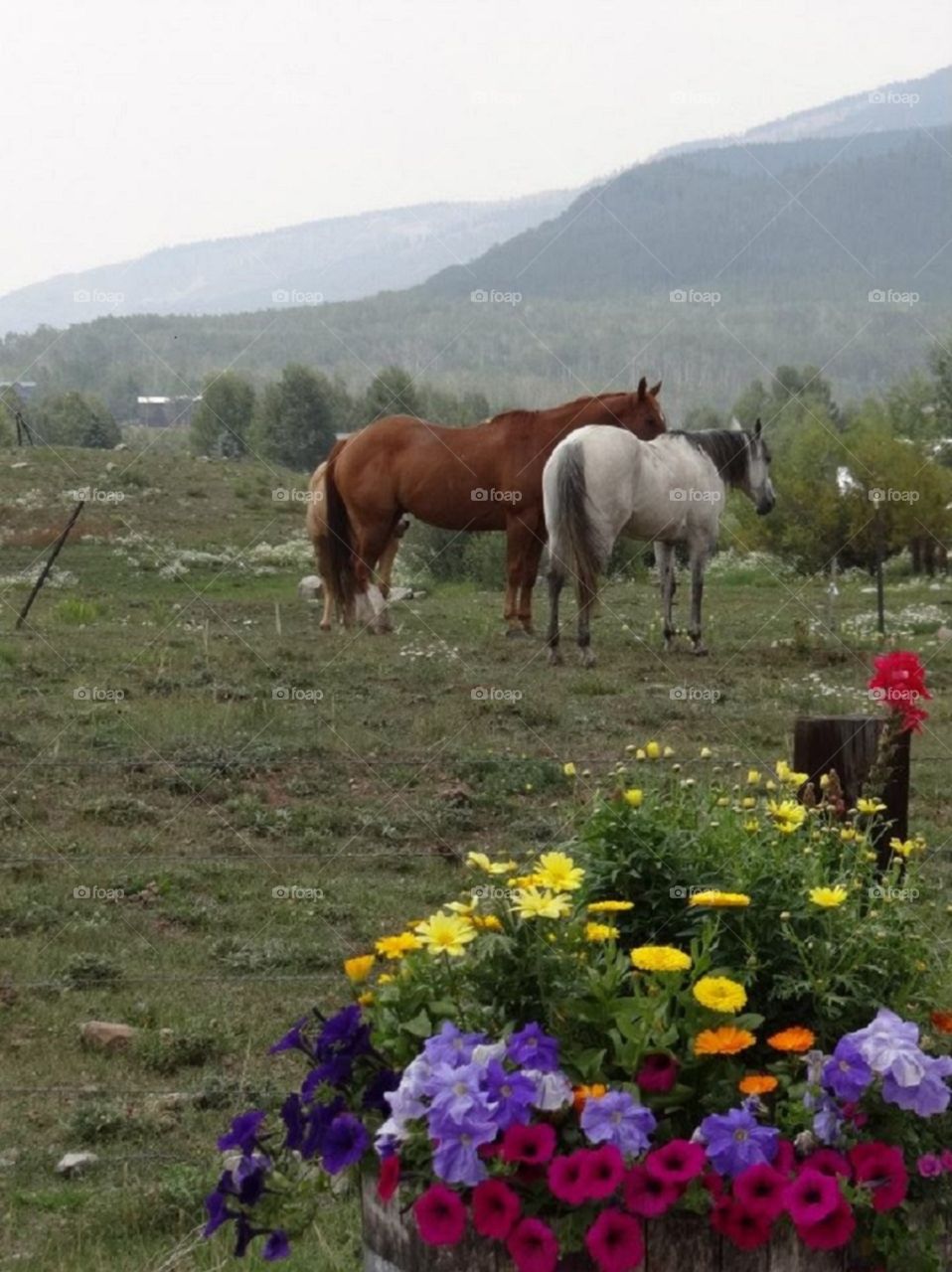 Horses in Field