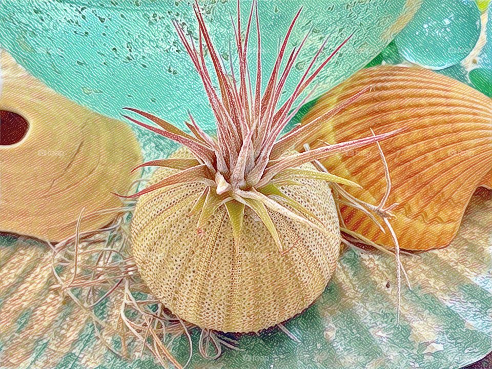Cottage Art Sea Urchin Shell With Air Fern, Beach Glass And Shell Background,
