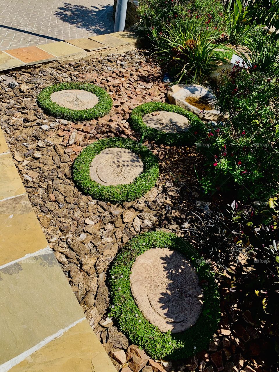 Green rings surrounding tree stems in coarse stones pavement in a walkway.