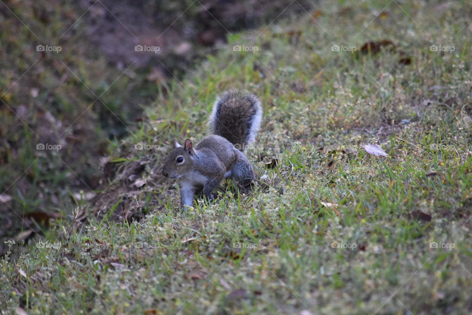 Squirrel on grass