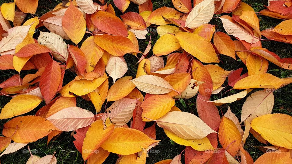 Colorful leaves on the ground , autumn fall , höstlöv på marken 