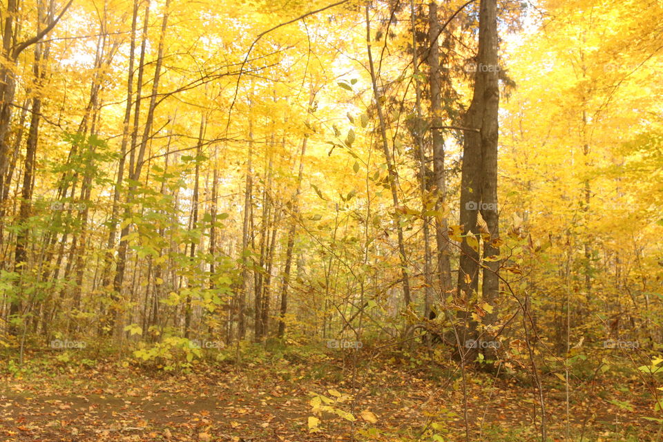 forest. yellow forest trees
