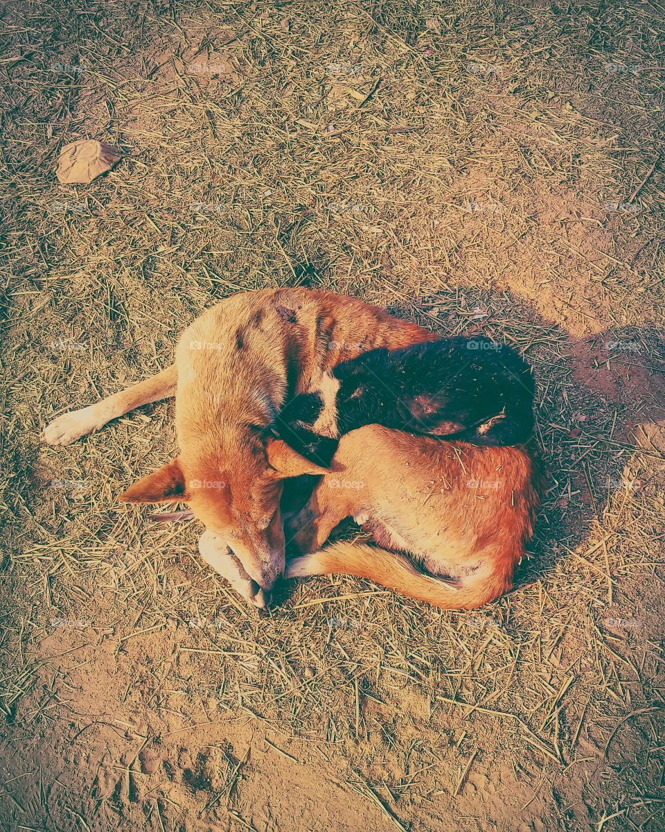 orange color stories