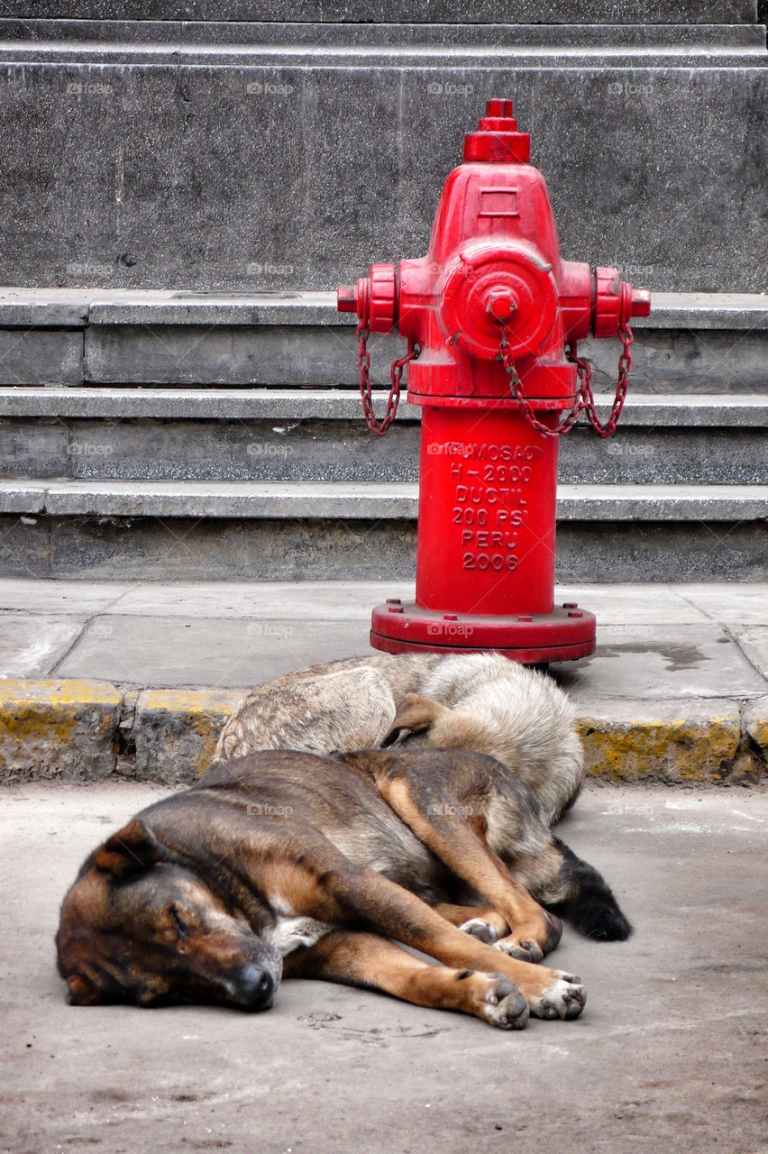 LET SLEEPING DOGS LIE