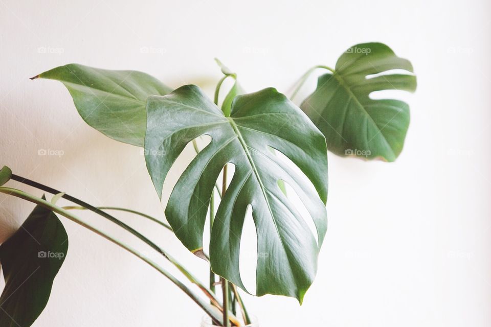 Monstera Deliciosa