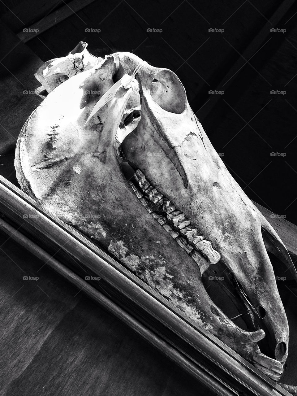 Horse skull