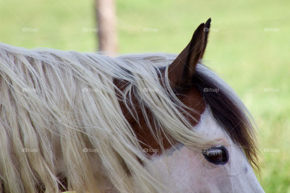 Closeup side-view headshot of a horse against a blurred field